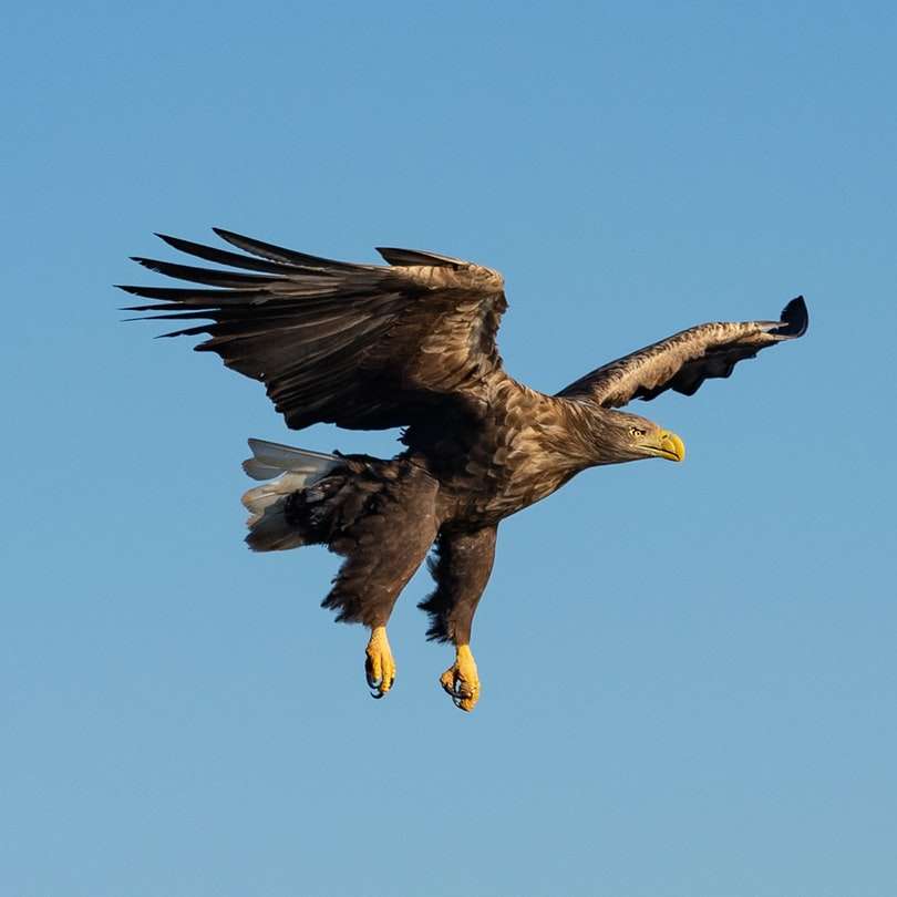 черен и бял орел, летящ през деня онлайн пъзел