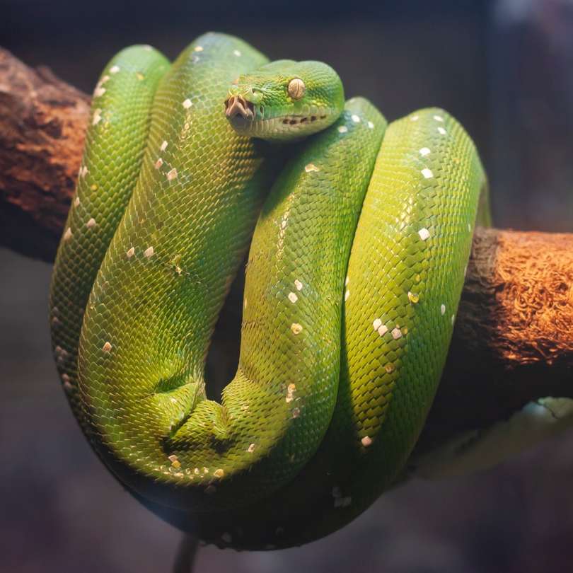 grüne Python auf braunem Baum Schiebepuzzle online