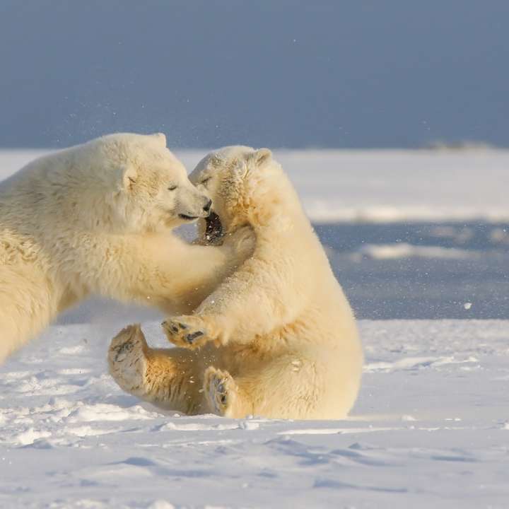 niedźwiedź polarny na ziemi pokrytej śniegiem w ciągu dnia puzzle przesuwne online
