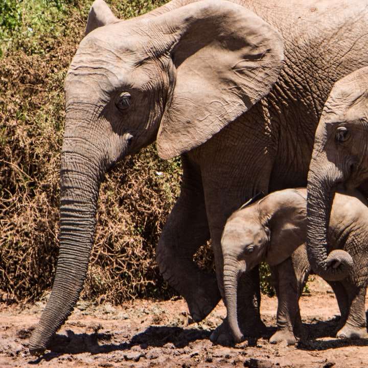 group of elephants sliding puzzle online