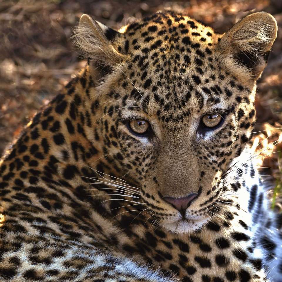 bruin en zwart luipaard op bruine grond overdag schuifpuzzel online