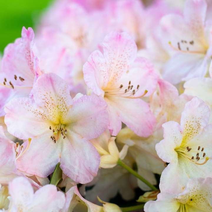 flores com pétalas rosa e brancas em close-up puzzle deslizante online