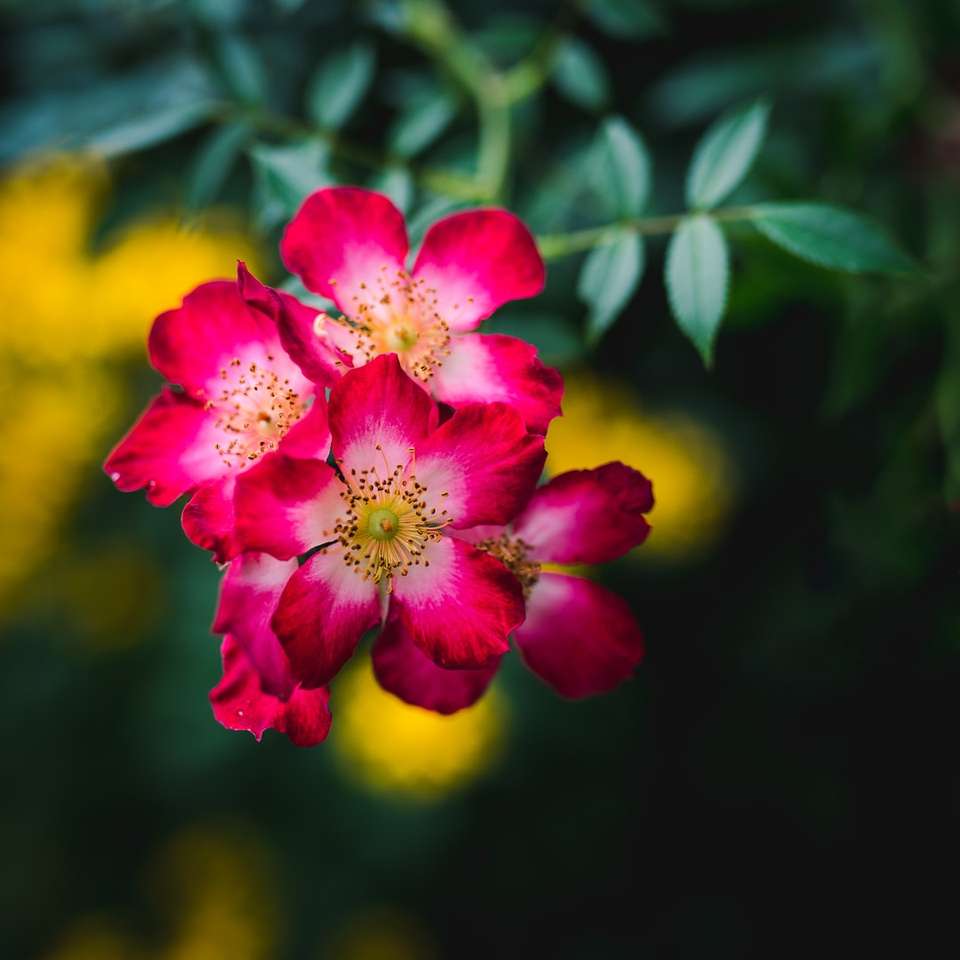 różowy kwiat w soczewce z odchylanym przesunięciem puzzle przesuwne online
