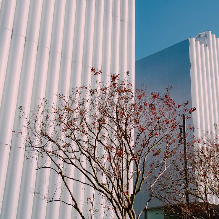 albero spoglio vicino a un edificio bianco puzzle online
