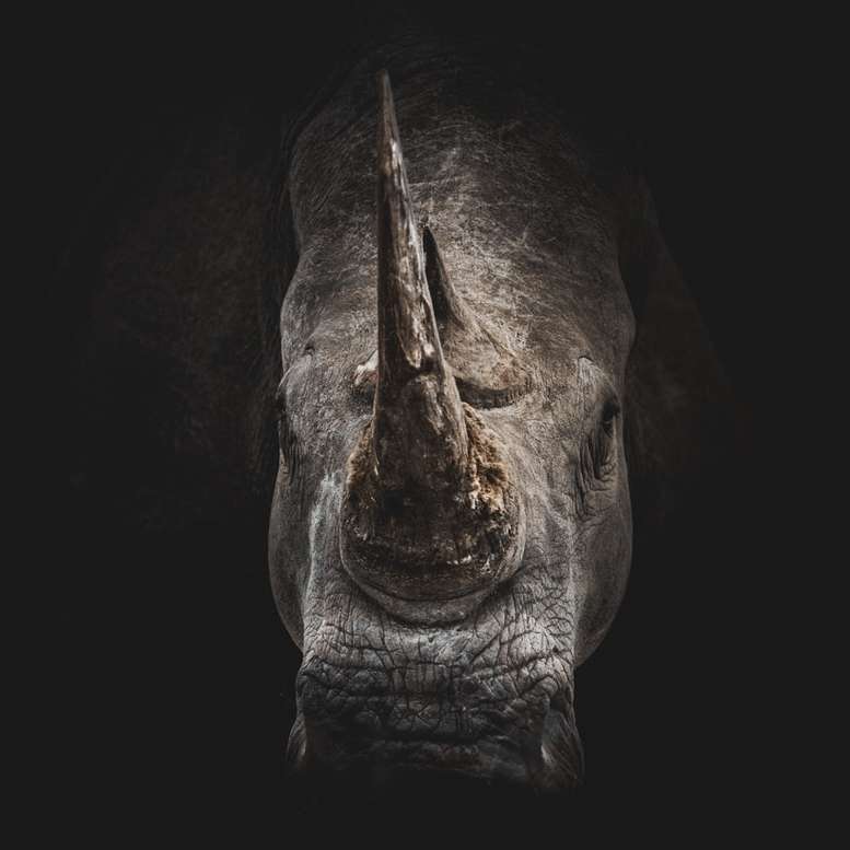 digital tapet för grå noshörning glidande pussel online