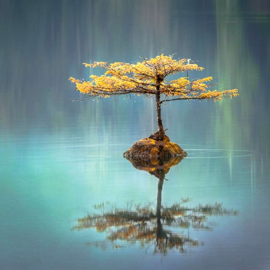 yellow leaf tree between calm body of water at daytime sliding puzzle online