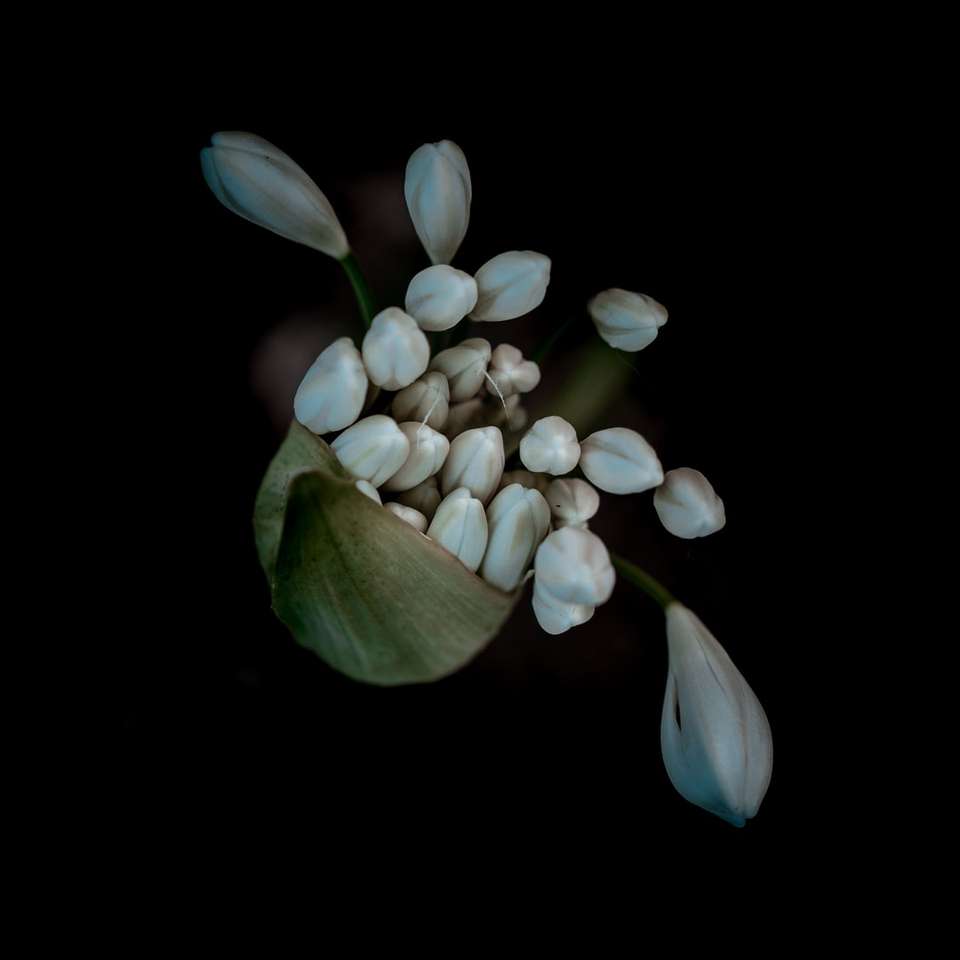 vita blomknoppar i svart bakgrund glidande pussel online
