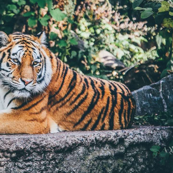 oranger Tiger auf grauem Betonboden Online-Puzzle