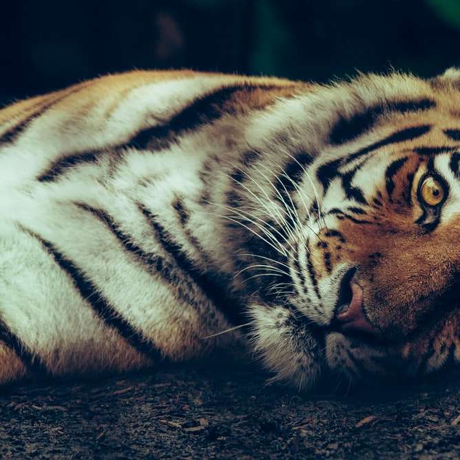 selective focus of tiger laying on ground sliding puzzle online