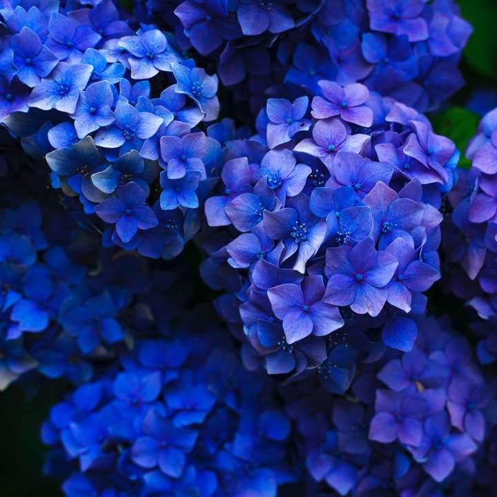 紫色の花 スライディングパズル・オンライン