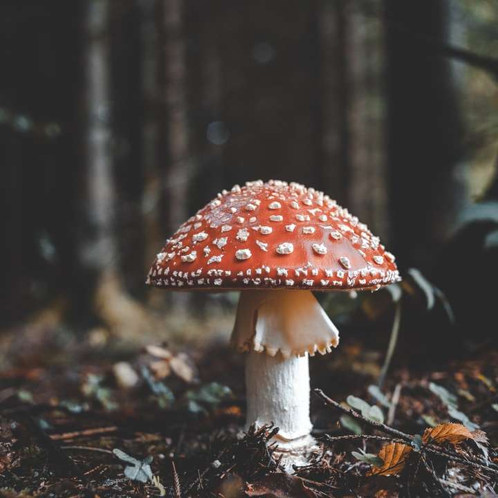 fungo rosso e bianco puzzle online