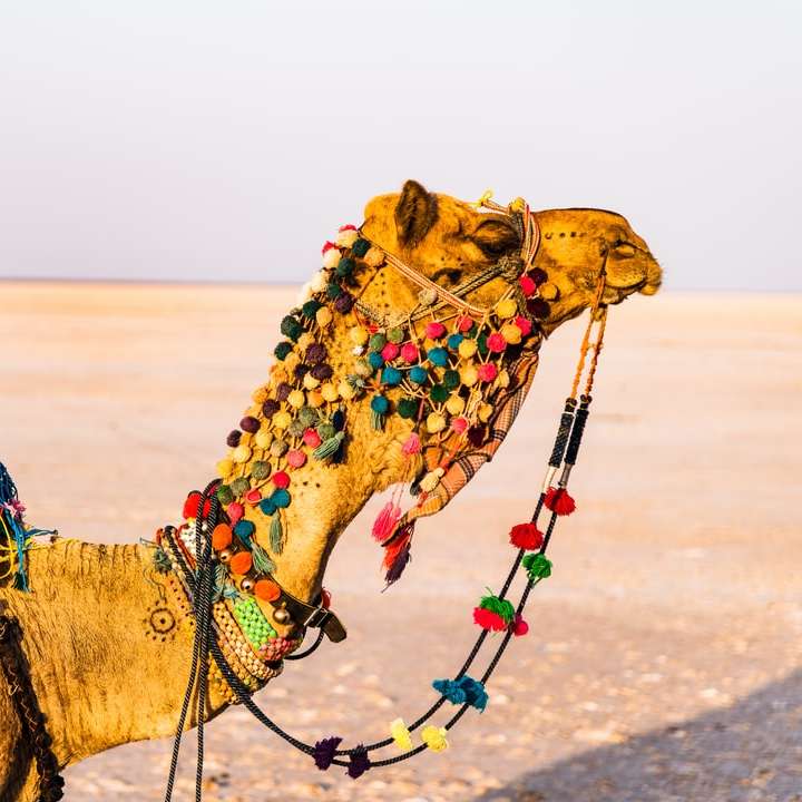 καφέ καμήλα σε καφέ ανοιχτό πεδίο κατά τη διάρκεια της ημέρας συρόμενο παζλ online