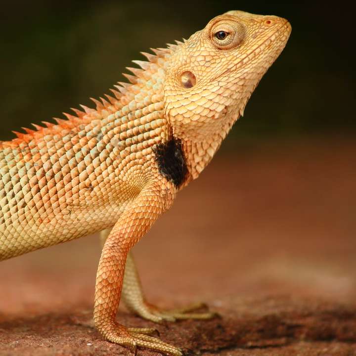 mělké zaměření fotografie hnědého chameleona posuvné puzzle online