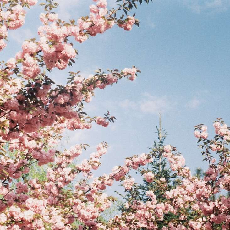 rózsaszín fásított virágok online puzzle