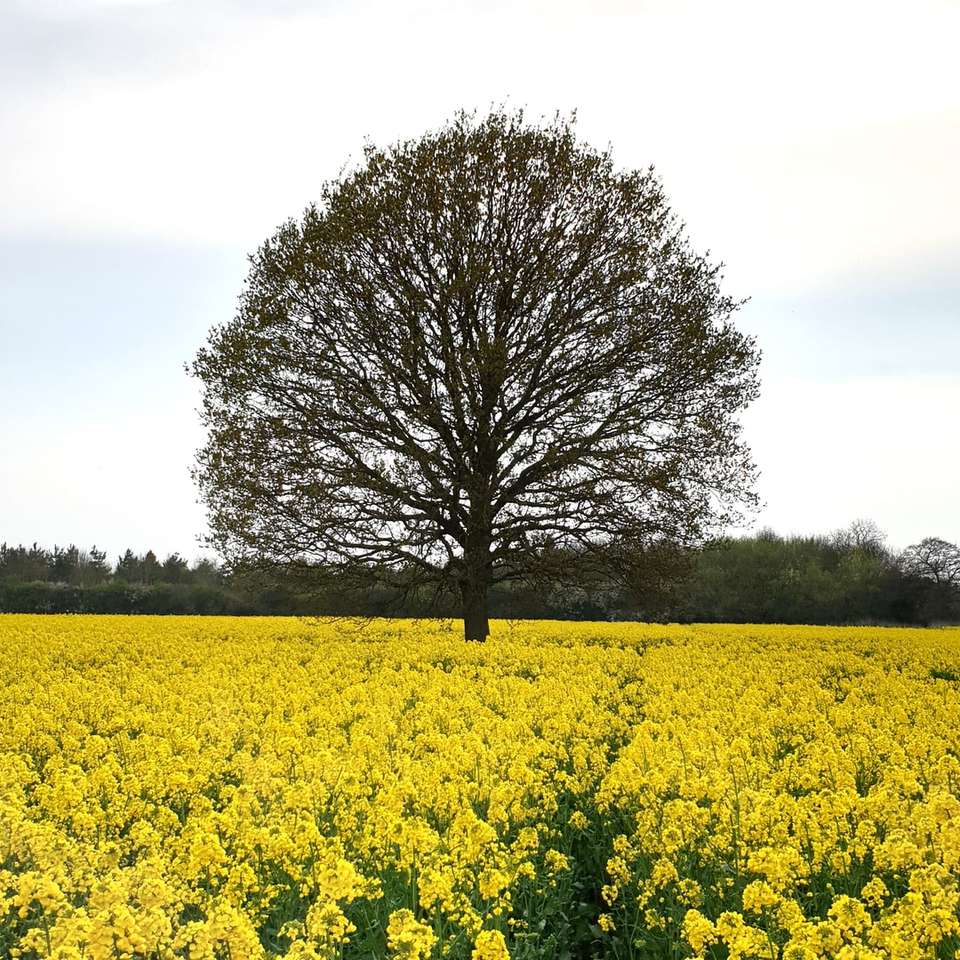 copac verde cu frunze între câmpul de flori galbene puzzle online