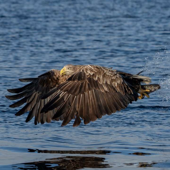 brown and white eagle flying over the water during daytime online puzzle