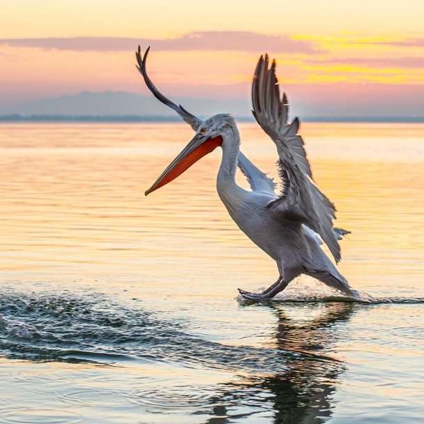 witte pelikaan op waterlichaam overdag schuifpuzzel online