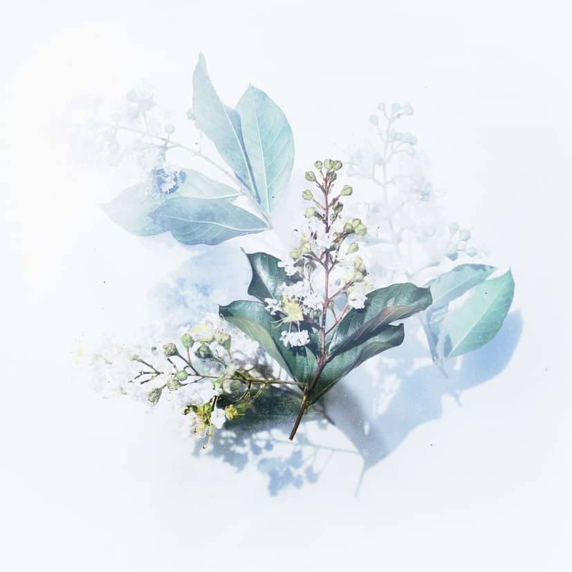 grafika z białą rośliną kwitnącą puzzle online