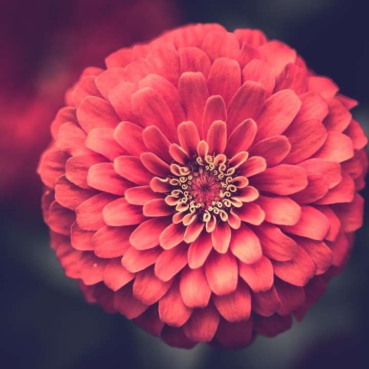 makro fotografie červeného květu online puzzle