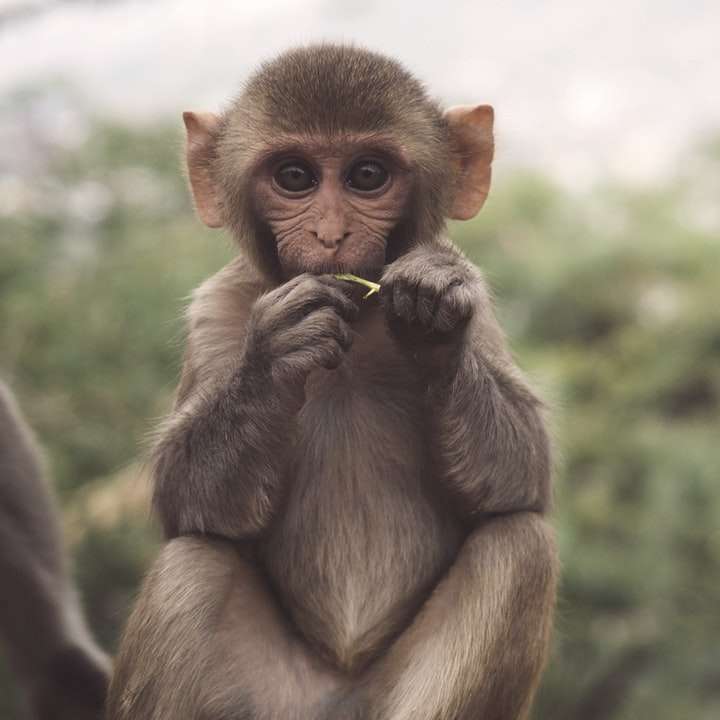 Foto selectiva de primate marrón y blanco. puzzle deslizante online