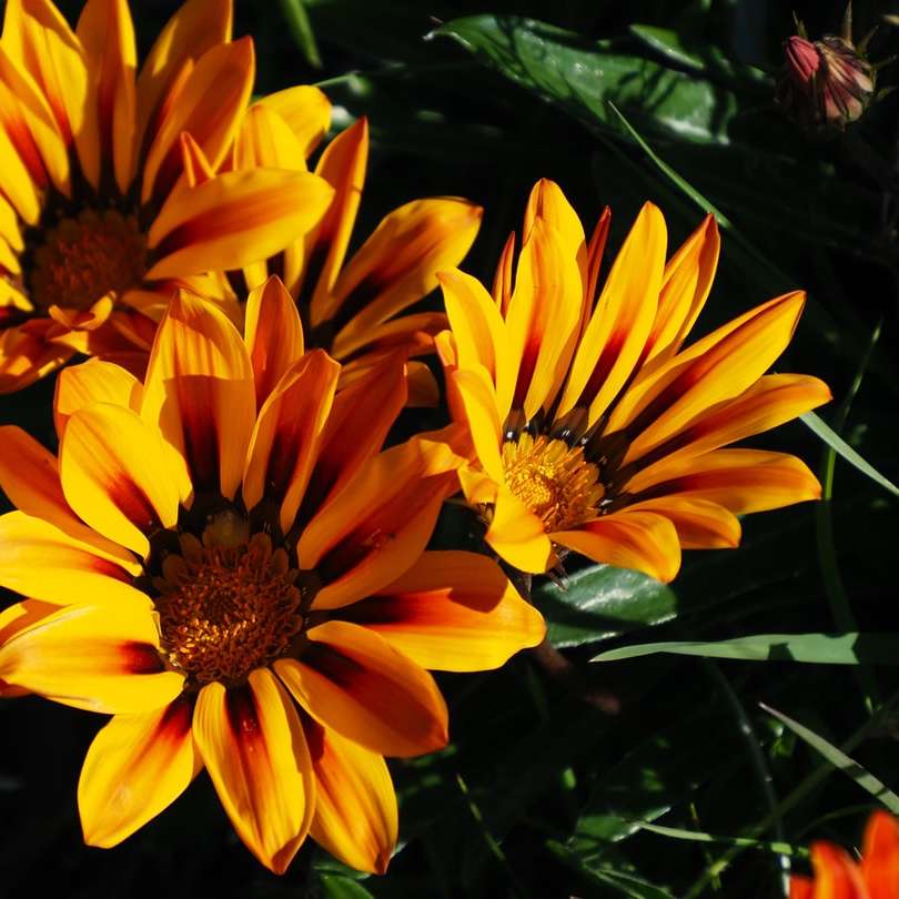 trzy żółte kwiaty w ciągu dnia puzzle przesuwne online