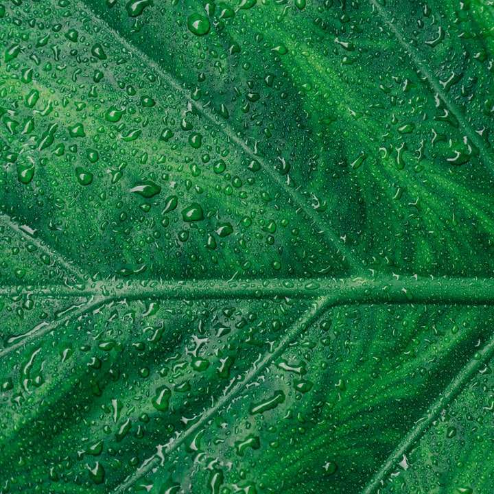 kropelki wody na zielonym liściu puzzle online