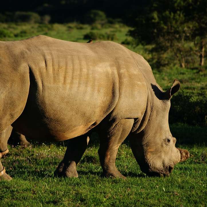 Носорог на траве в дневное время онлайн-пазл