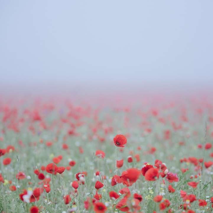 поле с червено цвете плъзгащ се пъзел онлайн