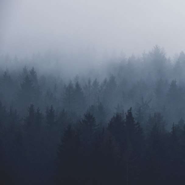 sylwetka drzew pokrytych mgłą puzzle przesuwne online