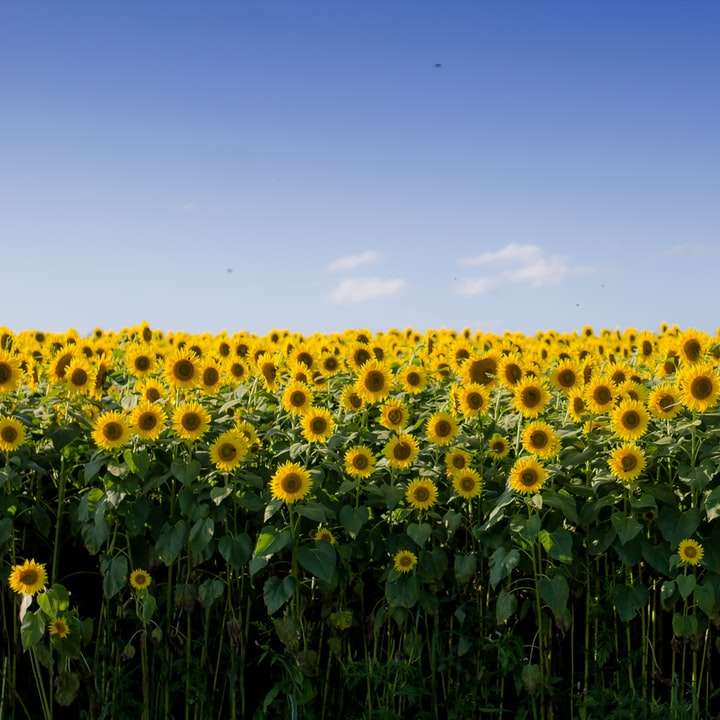 white-and-brown sunflower field during daytime sliding puzzle online