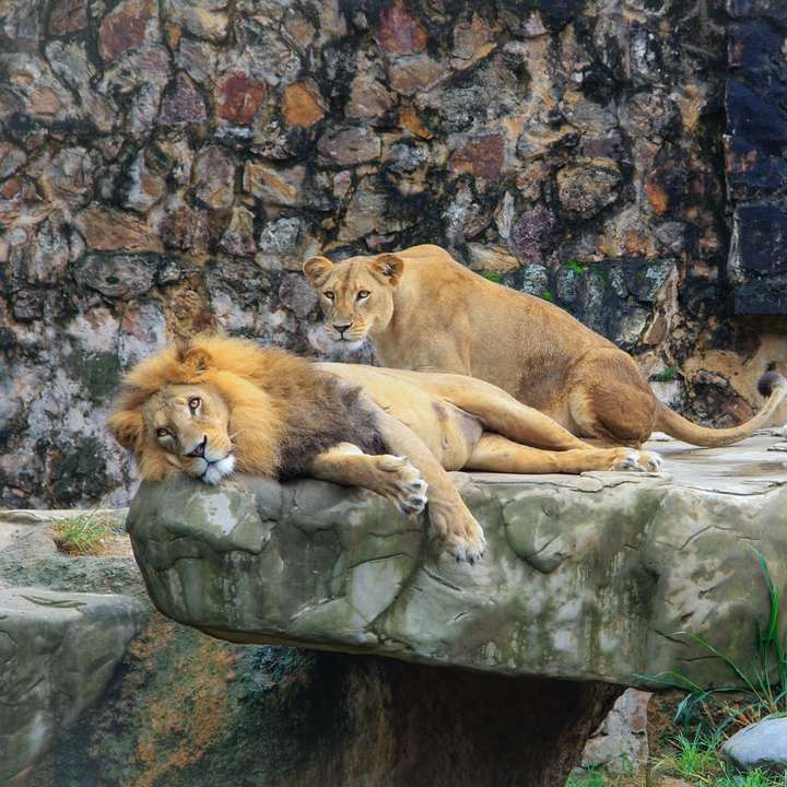 καφέ λιοντάρι και λιοντάρι στο βράχο συρόμενο παζλ online
