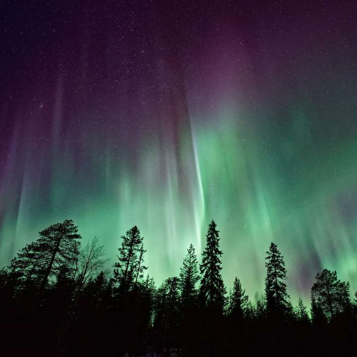 σιλουέτα των δέντρων κοντά στο Aurora Borealis τη νύχτα συρόμενο παζλ online