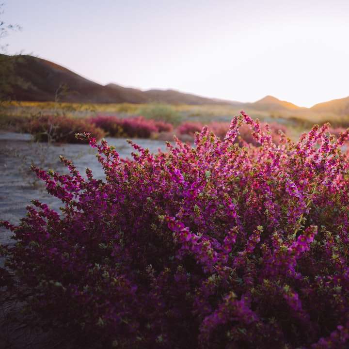flores de pétalos de color púrpura cerca del cuerpo de agua rompecabezas en línea