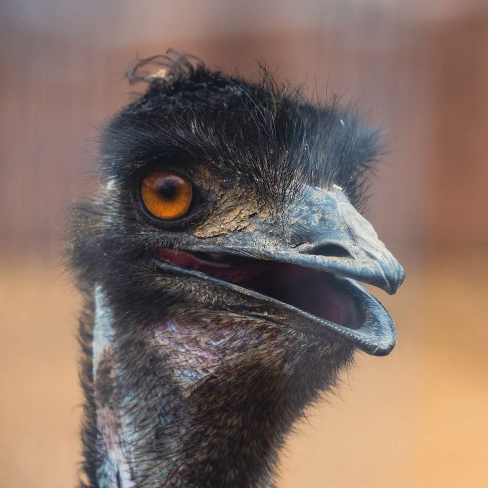 чорно-коричнева голова страуса онлайн пазл
