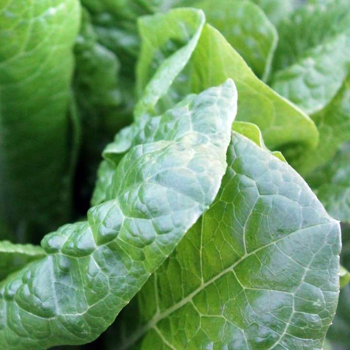 közeli fotó zöld salátáról online puzzle