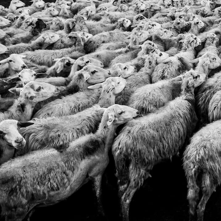 Rebaño de ovejas en foto en escala de grises rompecabezas en línea