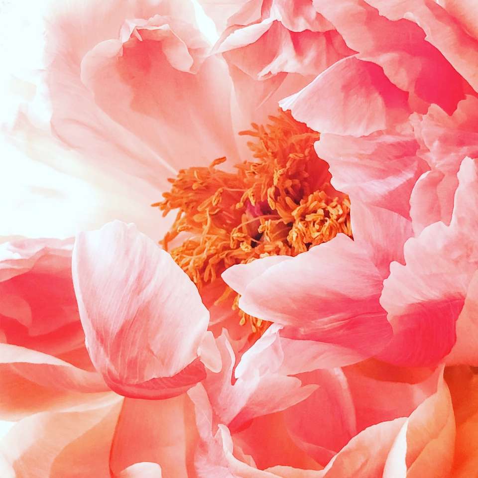 rosa hibiskusblomma Pussel online