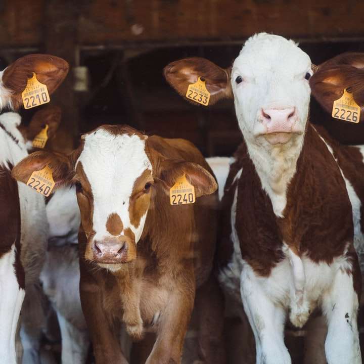 krávy na farmě online puzzle