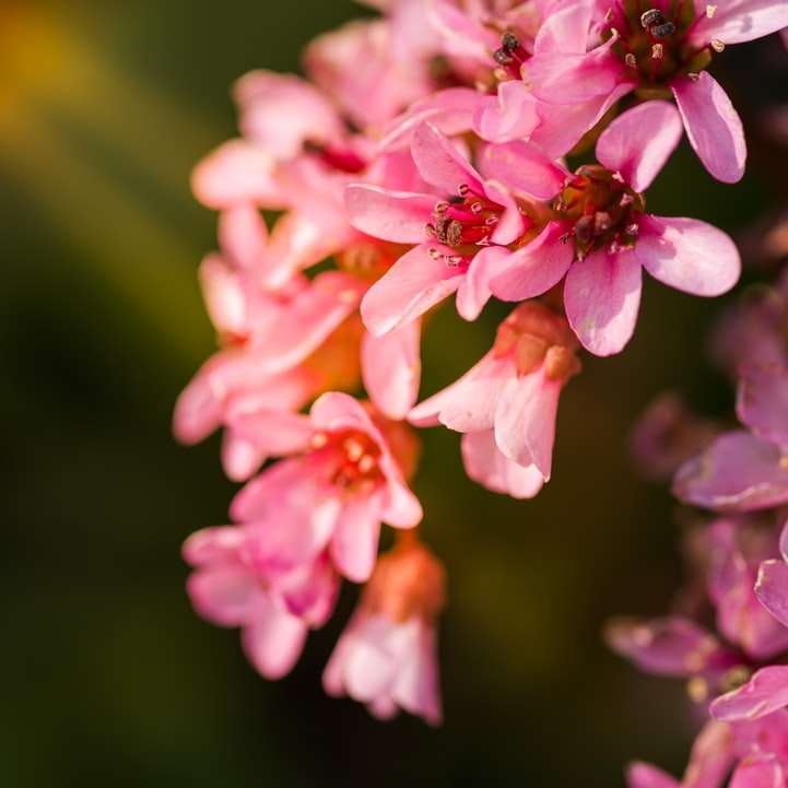 fotografia con messa a fuoco superficiale di fiori rosa puzzle scorrevole online