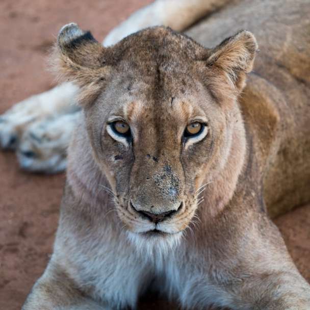 oroszlán feküdt a felszínen csúszó puzzle online