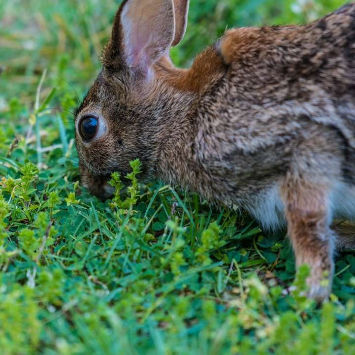 昼間に緑の草を食べる茶色のウサギ オンラインパズル