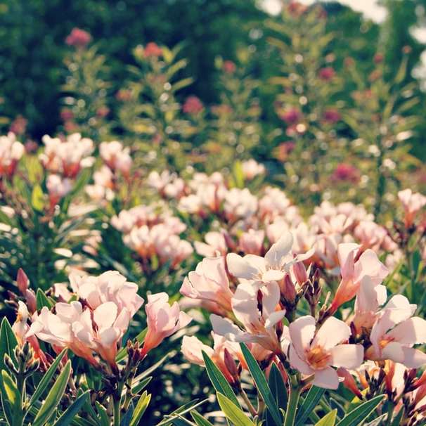 розови цветя, цъфтящи през деня плъзгащ се пъзел онлайн