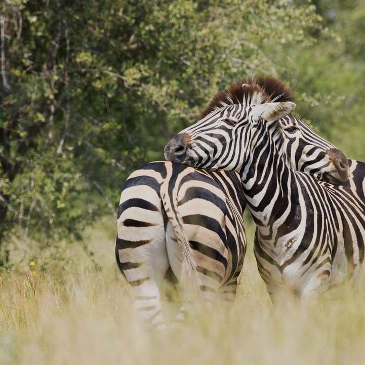 fotografia con messa a fuoco poco profonda di due zebre che si coccolano puzzle scorrevole online