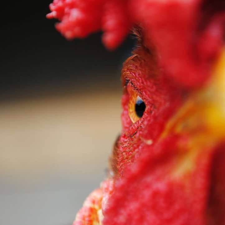 Closeup of an angry rooster's face online puzzle