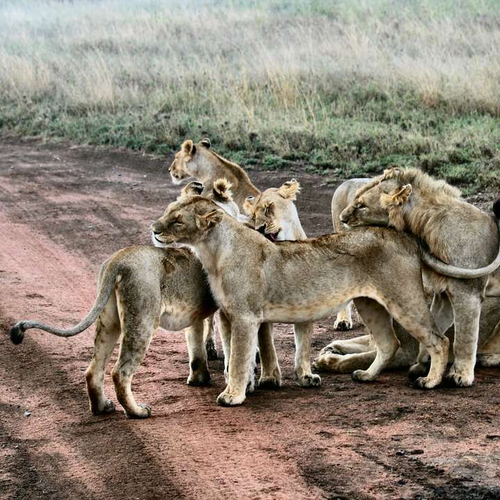 lejon och lejoninna står nära grönt gräs glidande pussel online