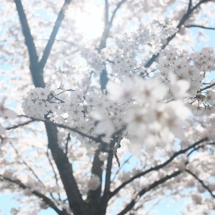 bílý třešňový květ strom pod jasně modrou oblohou posuvné puzzle online