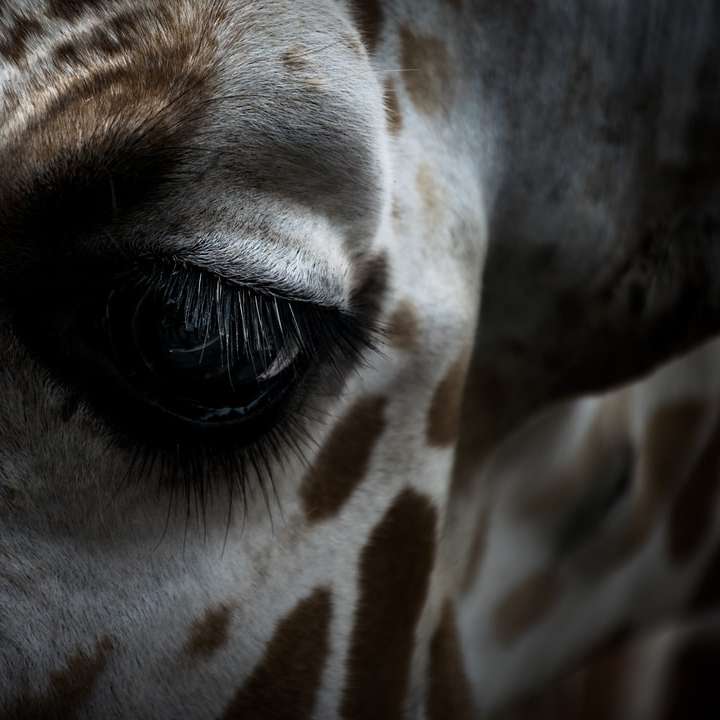 giraffs öga Pussel online