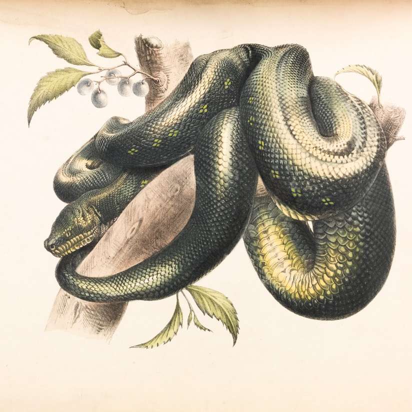 green and black snake illustration sliding puzzle online