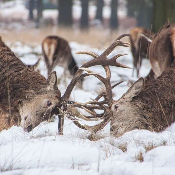 dwa jelenie walczące w środku lasu puzzle online