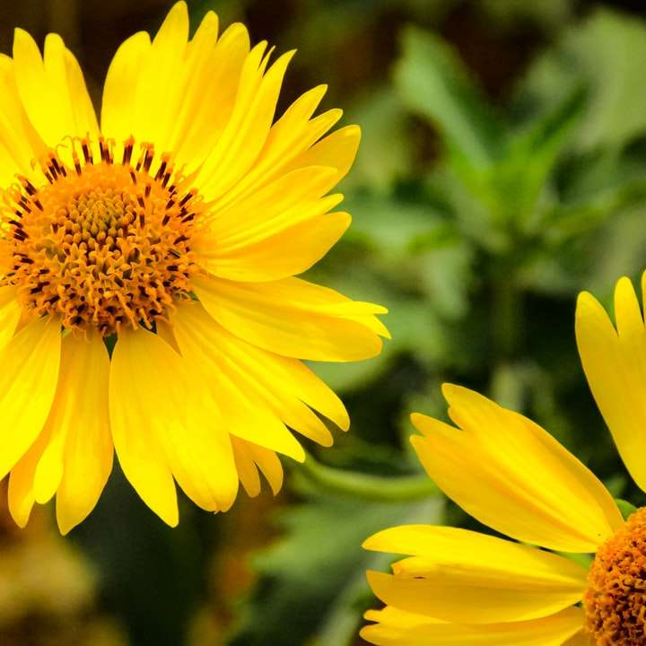 żółty kwiat w soczewce tilt shift puzzle przesuwne online